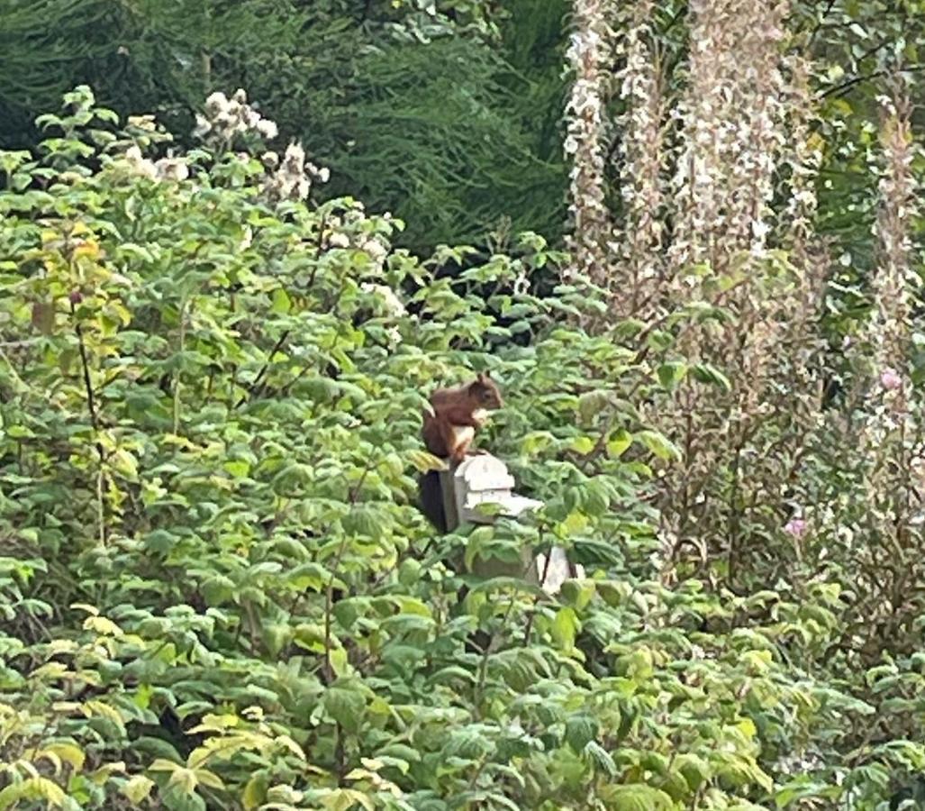 Villa Tawny Owl Pod With Hot Tub Oban Exterior foto